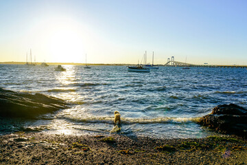 Puppy plays in Newport, Rhode Island.