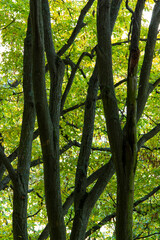 trees in the forest detail