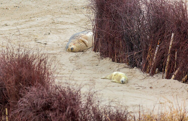 Immediately after the baby seal is born, the child and mother are exhausted.