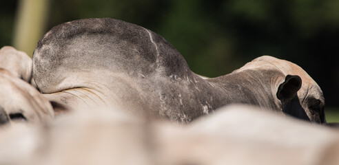 close up of a ox termite