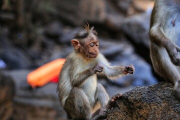 Naklejka premium Little monkey brushing his teeth. State Of Goa. India