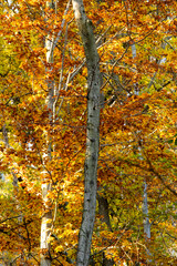 Beautiful and colorful autumn trees in the evening light