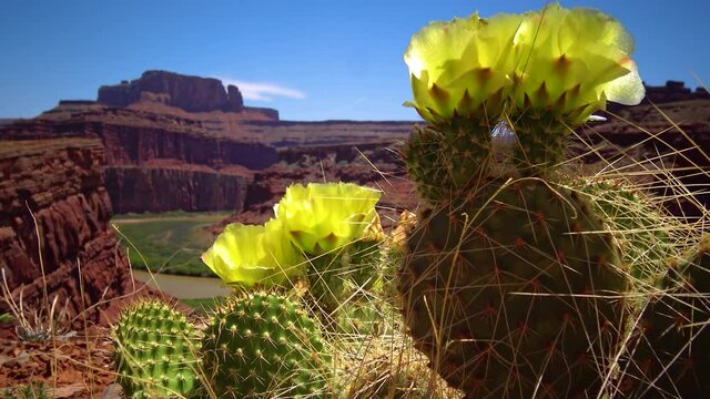 Flowering cactus plants, Yellow flowers of Opuntia sp. (polyacantha) in Canyonlands National Park, Utha