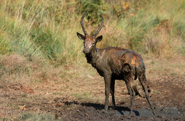 Close up of a young red deer covered in mud
