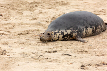 A gray seal lies in the sand.