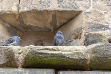 A pair of pigeons sit in the loopholes of a fortification wall.