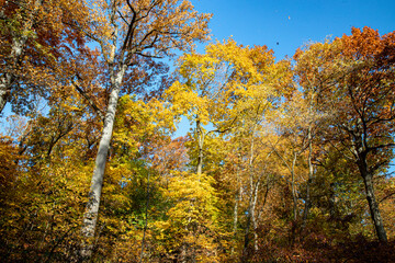 The colorful trees in the Loch in Central Park, New York City.