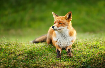 Close up of a red fox lying on green grass