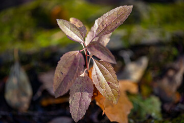 The colorful vegetation along the Ravine in the North Woods of Central Park, New York City