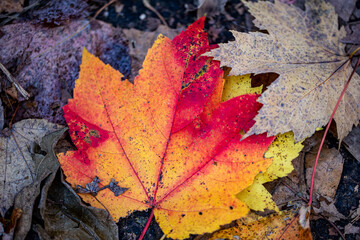 The colorful leaves along the Ravine in the North Woods of Central Park, New York City