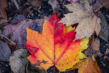 The colorful leaves along the Ravine in the North Woods of Central Park, New York City