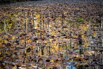 The colorful trees reflect off the Loch in the North Woods of Central Park, New York City