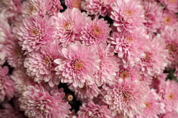 lots of little pink chrysanthemum flower buds . pink background of autumn flowers