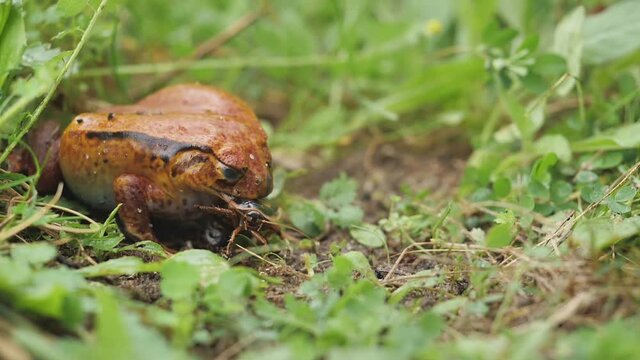 Ein Frosch, Dyscophus antongilii, f&auml;ngt und frisst eine Schabe, Zeitlupe