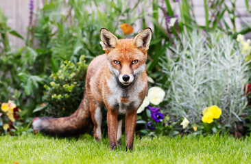 Close up of a red fox standing in a garden