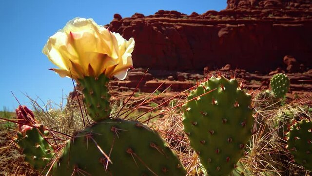 Flowering cactus plants, Yellow flowers of Opuntia sp. (polyacantha) in Canyonlands National Park, Utha