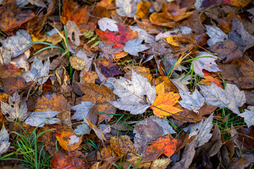 The colorful leaves along the Ravine in the North Woods of Central Park, New York City