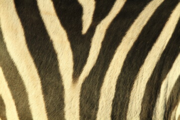 Fototapeta na wymiar Close up of Plains Zebra (Equus quagga) Fur with Symmetrical Pattern.