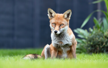 Close up of a red fox against grey fence in summer