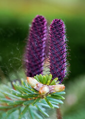 Young purple spruce (abies species) cones growing on branch with fir, closeup detail