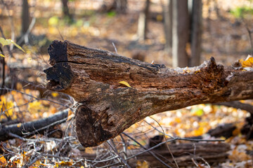 The colorful vegetation along the Ravine in the North Woods of Central Park, New York City