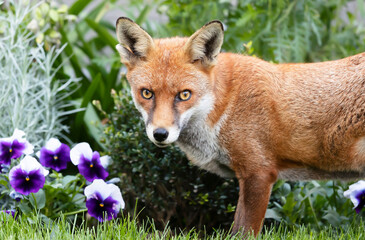 Close up of a red fox  in summer