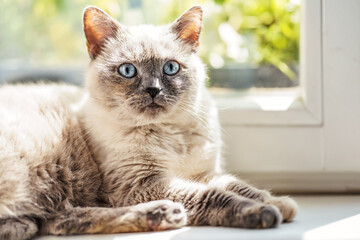 Furry cat relaxing on window sill ledge, sun shines to her, closeup detail
