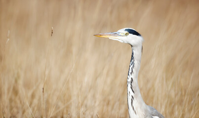 Close-up of a grey heron in wetlands