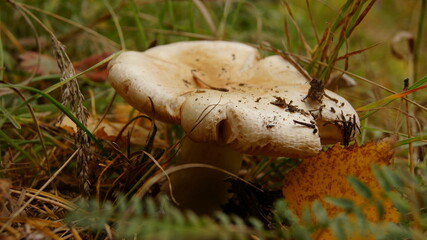 mushrooms in the grass