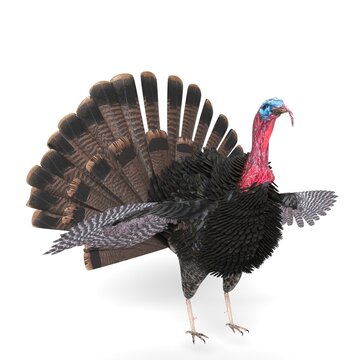 3D Illustration of a Turkey