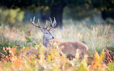 Red Deer standing in bracken during rutting season in autumn