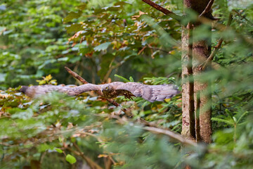 European honey buzzard, Pernis apivorus, migratory bird of prey,  flying in green spruce forest of  Sumava national park, Czech republic.