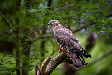 European honey buzzard, Pernis apivorus, migratory bird of prey, sitting on a branch, isolated on...