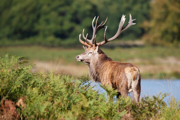 Close up of a Red Deer standing near a pond