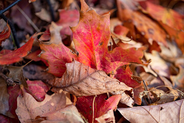 Leaves lay on the grass under a tree in the North Meadows of Central Park, New York City