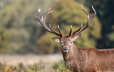 Close-up of a red deer stag in autumn
