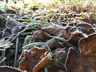 frost on the grass