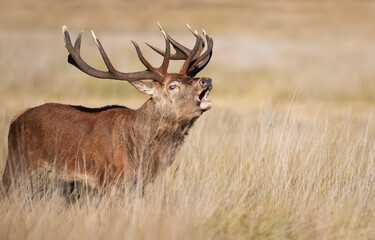 Close-up of a red deer stag bellowing