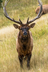Bull Elk Straight On