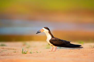 Close up of a black skimmer on a river bank at sunset