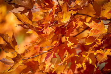 Leaves lay on the grass under a tree in the North Meadows of Central Park, New York City