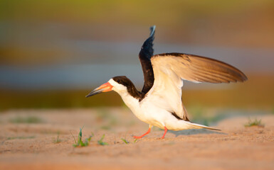 Close up of a black skimmer on a river bank at sunset
