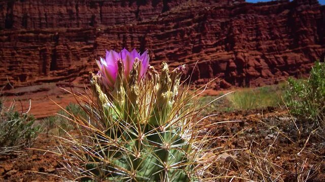 Flowering cactus plants Sclerocactus sp. (parviflorus)  in Canyonlands National Park, Utha