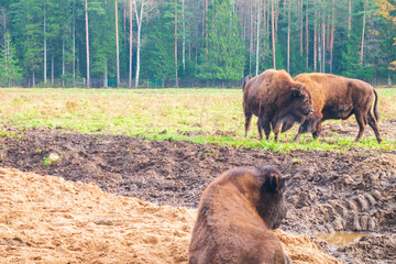 Family of herbivorous bison in their habitat.