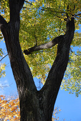 Old poplar with thick branches.
Autumn sunny day. Big poplar tree. The trunk of the tree splits...
