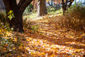 Leaves lay on the grass under a tree in Central Park, New York City