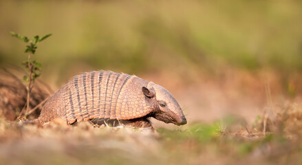Close up of a Six-banded armadillo