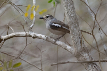 Female Madagascar Magpie Robin (Copsychus albospecularis) - Madagascar