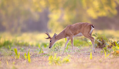 Close up of a Pampas deer grazing at sunset
