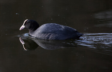 Eurasian coot (Fulica atra).